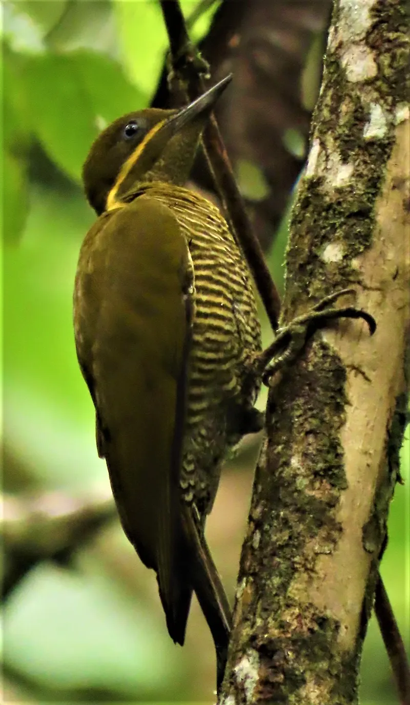 Piculus Chrysochlorus
