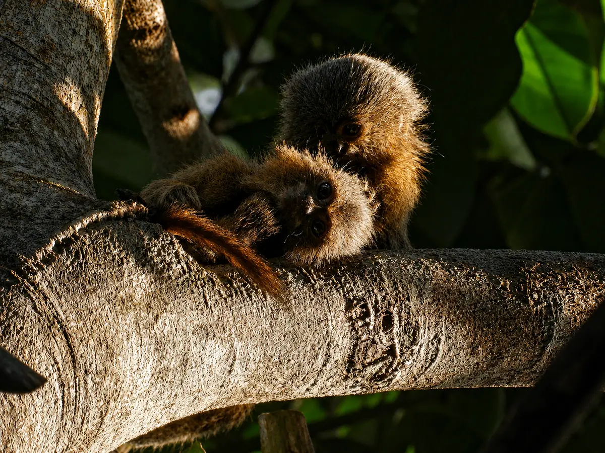 Marmoset despulgando